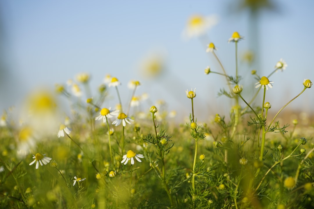 The Healing Power of Apothecary Remedies