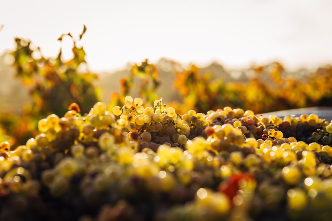Exploring the Delightful Whitehaven Sauvignon Blanc