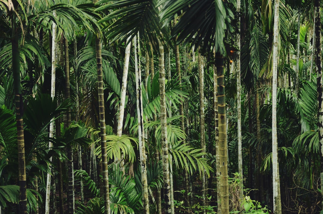 Monkeylina: The Fascinating World of Monkey Behavior