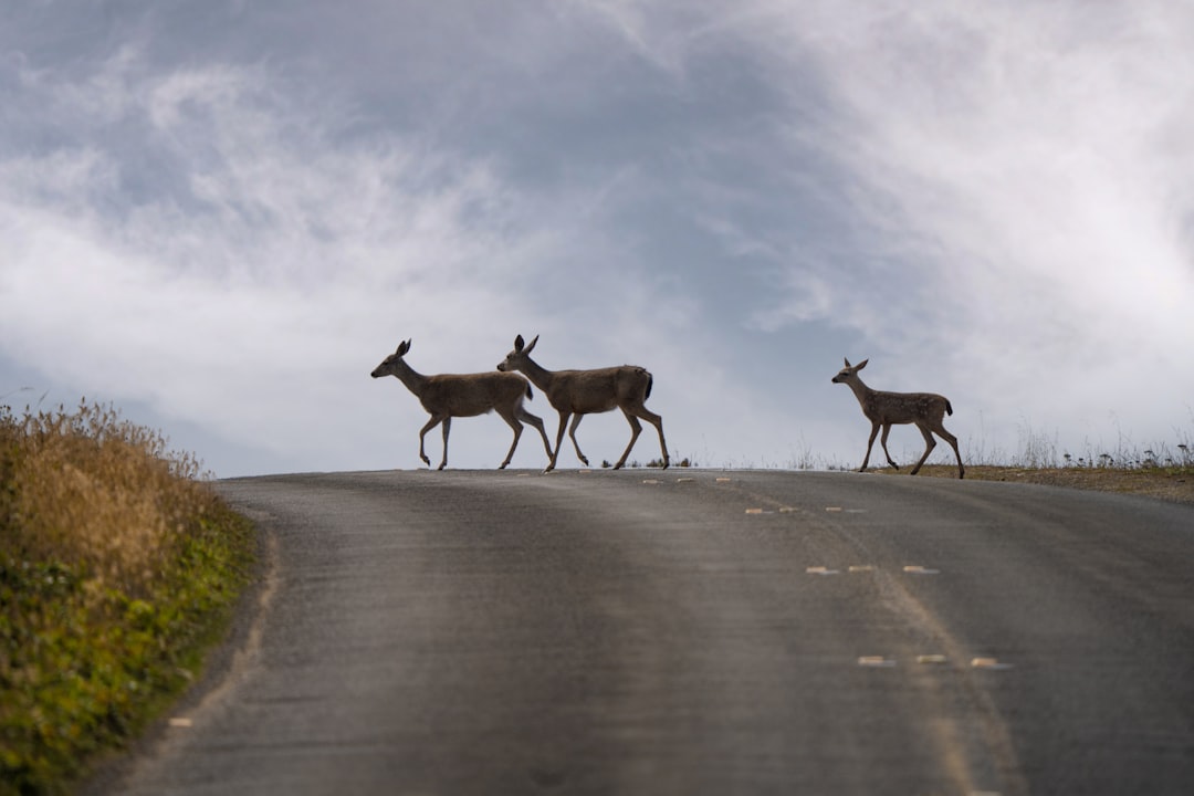 The Majestic 10-Point Buck: A Symbol of Strength and Beauty