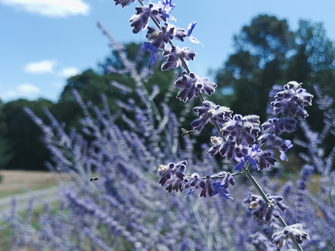 Exploring the Trend of Smoking Lavender for Relaxation