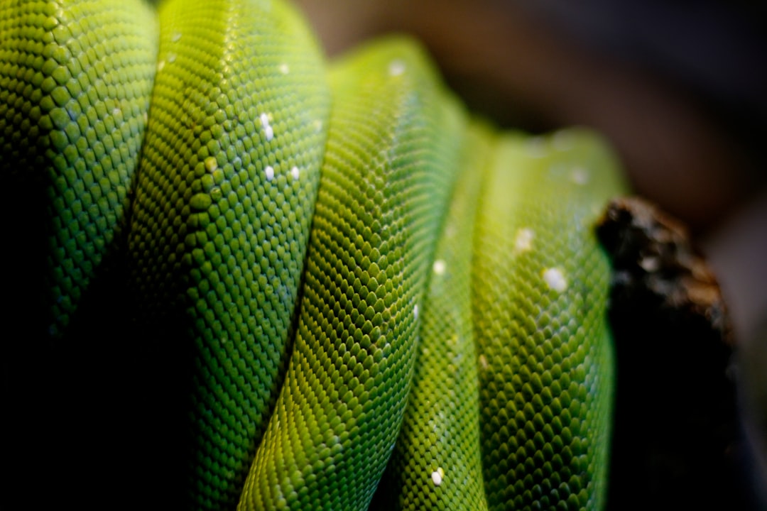 Exploring Snake Anatomy: From Scales to Fangs