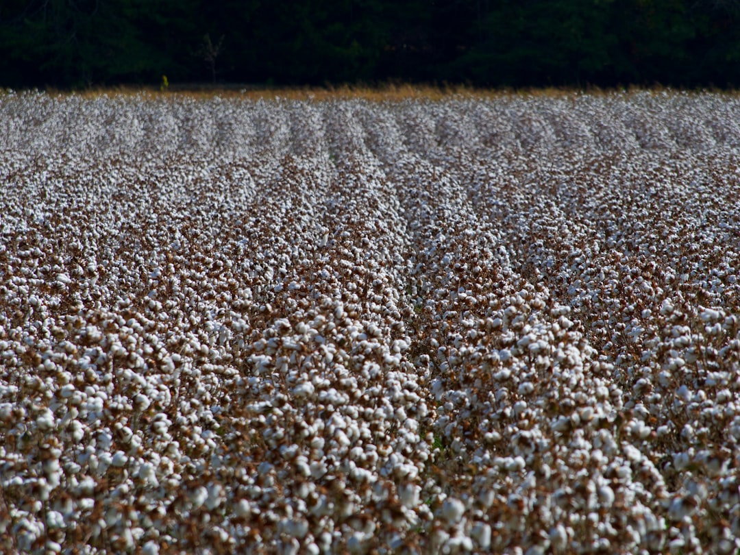 The Modern Cotton Picker: Revolutionizing the Agriculture Industry