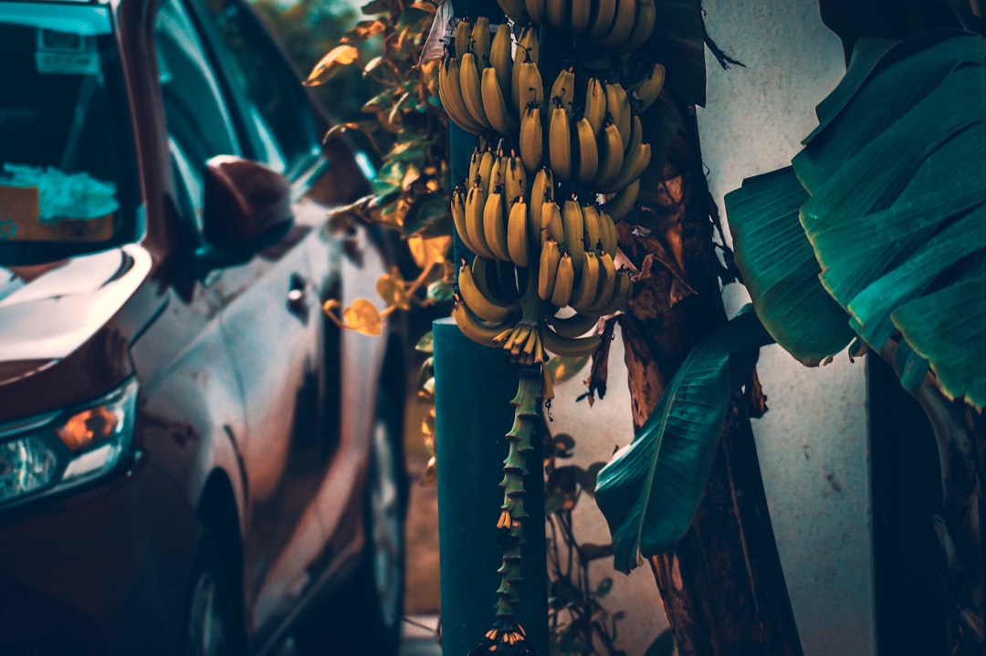 Going Bananas: The Ultimate Banana Car Experience