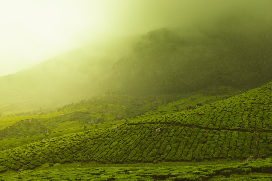 Discover the Refreshing Benefits of Jade Citrus Mint Tea